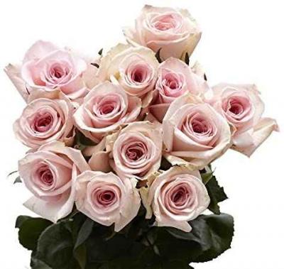 Valentines Day Pink Roses